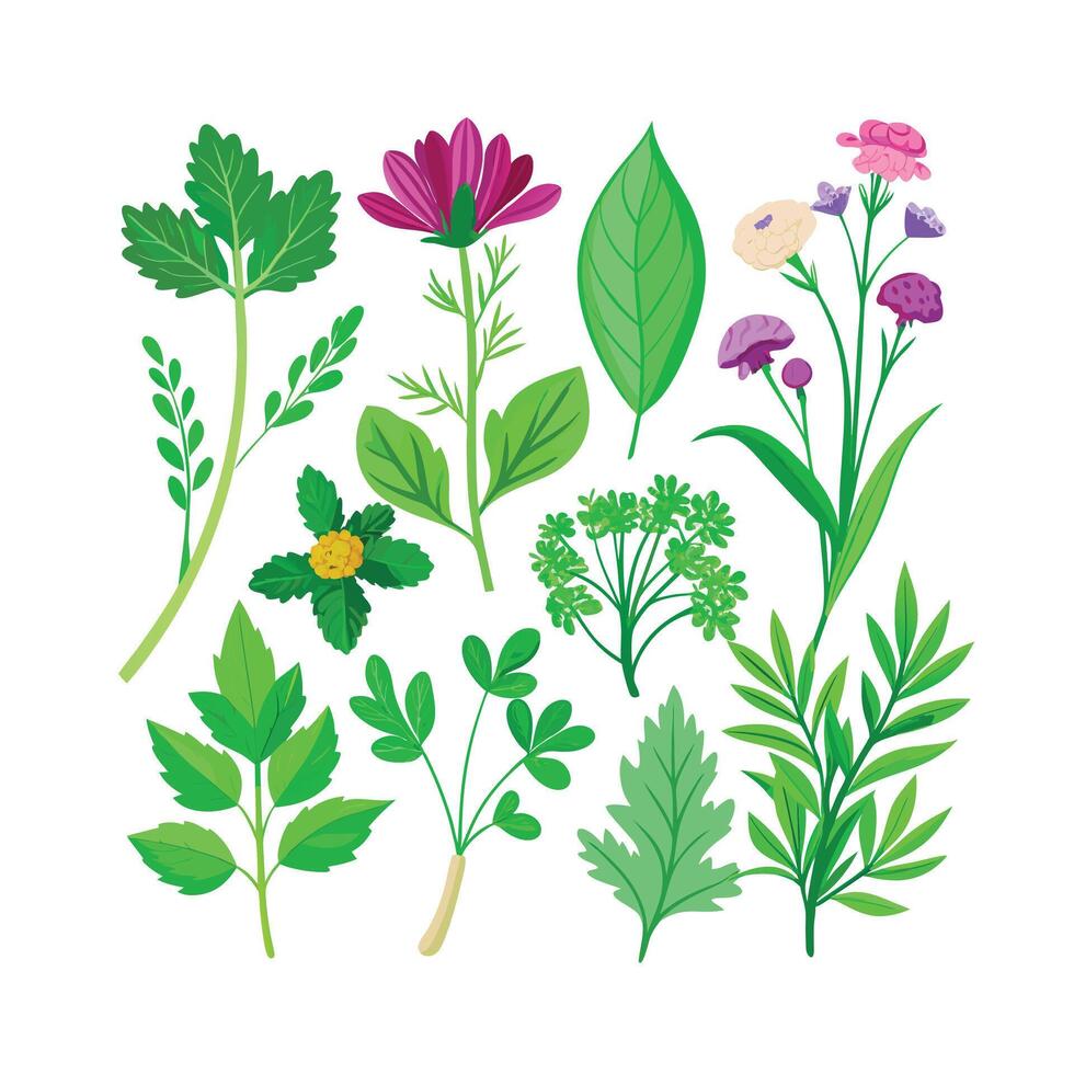 Realistic Beautiful Herbs Illustration vector