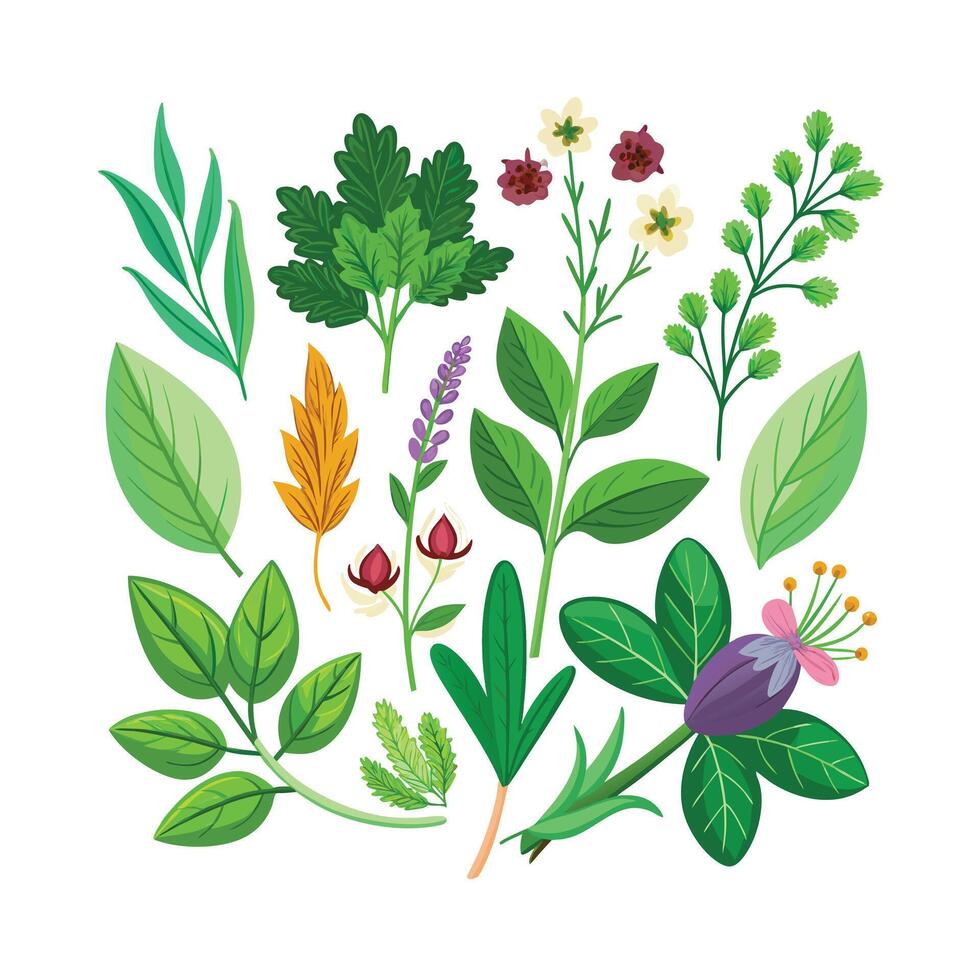 Realistic Beautiful Herbs Illustration vector