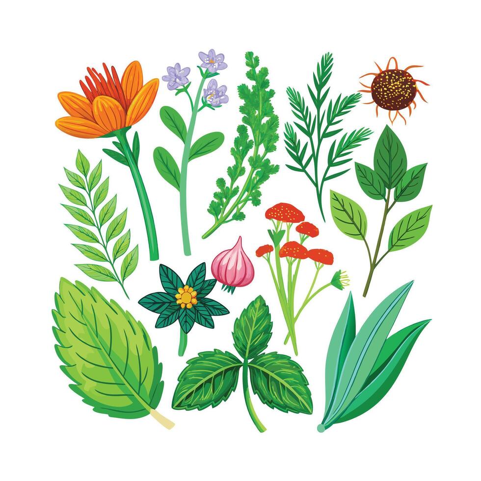 Realistic Beautiful Herbs Illustration vector