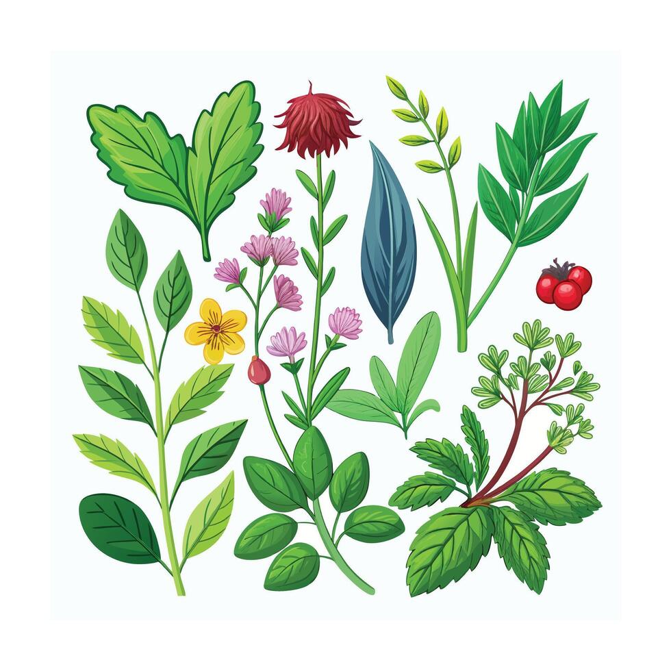Realistic Beautiful Herbs Illustration vector