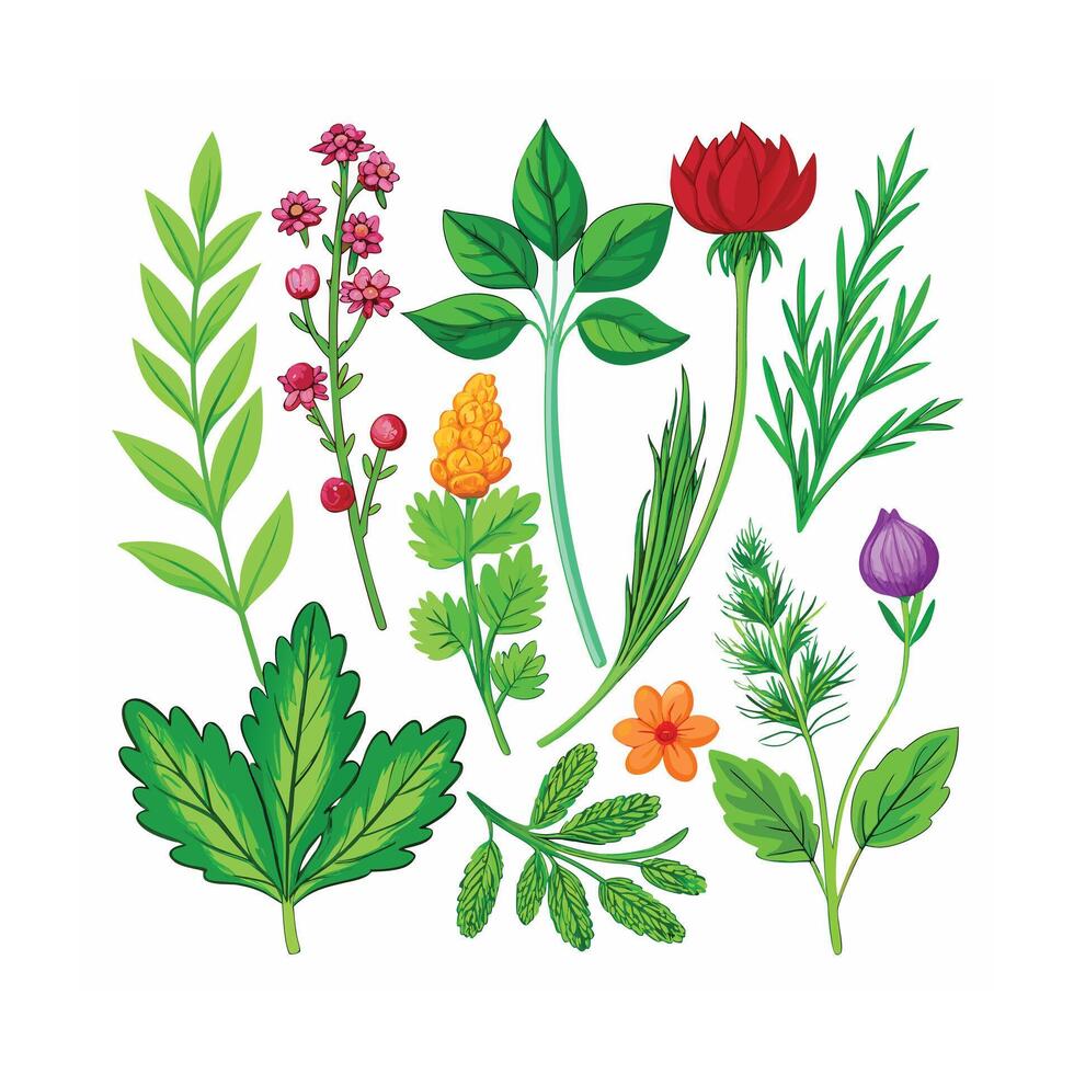 Realistic Beautiful Herbs Illustration vector
