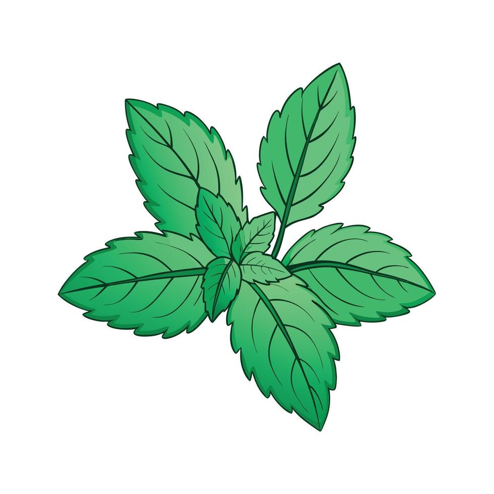 Realistic Beautiful Herbs Illustration vector