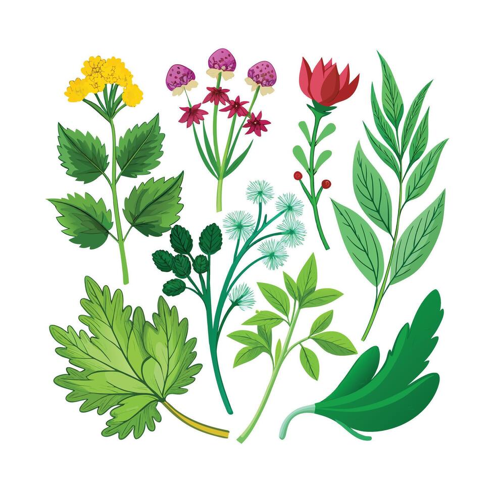Realistic Beautiful Herbs Illustration vector