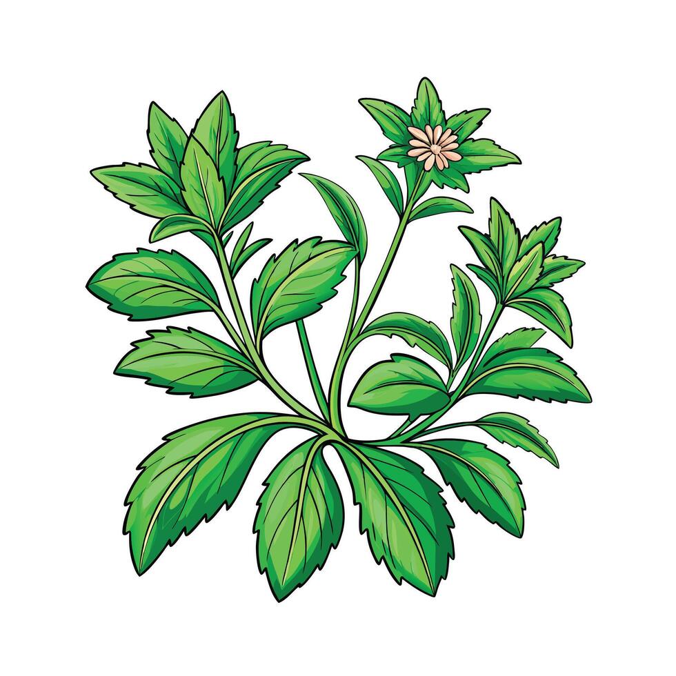 Realistic Beautiful Herbs Illustration vector