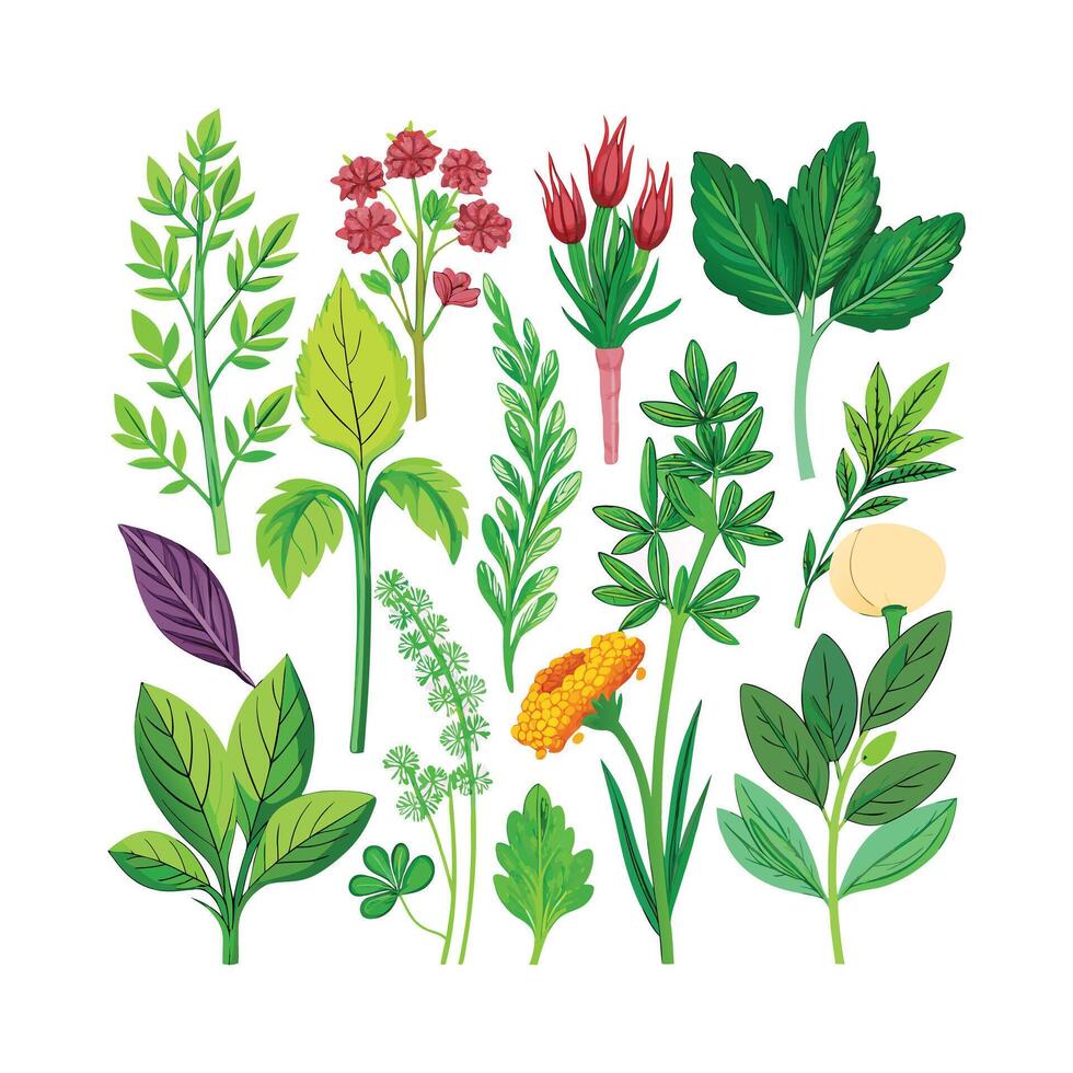 Realistic Beautiful Herbs Illustration vector