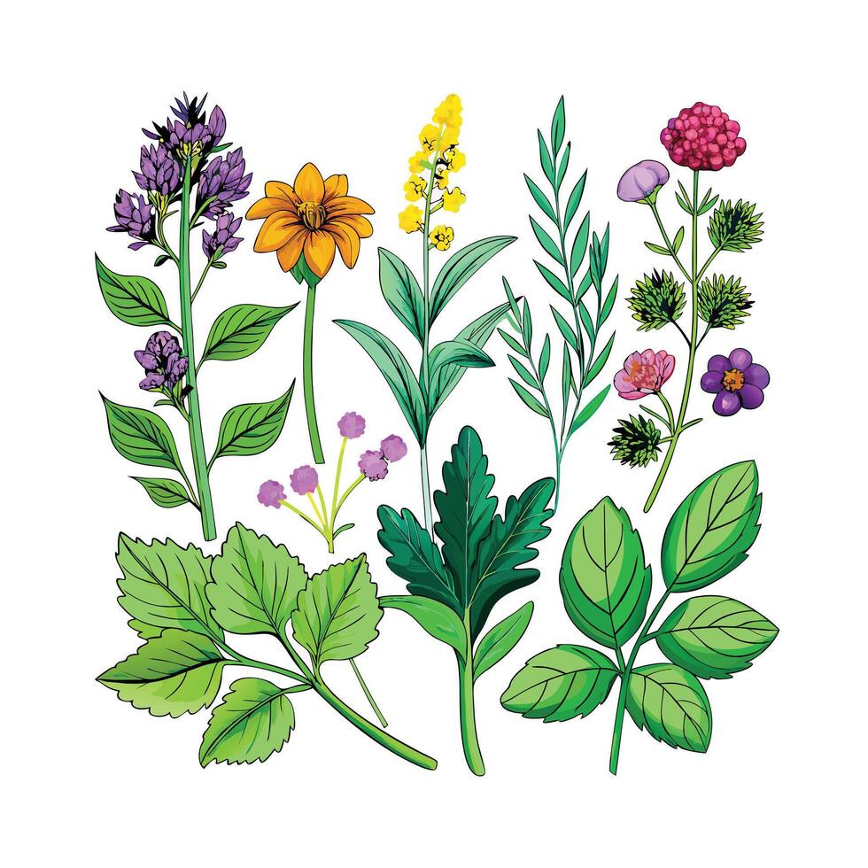 Realistic Beautiful Herbs Illustration vector