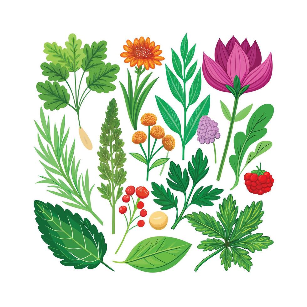 Realistic Beautiful Herbs Illustration vector