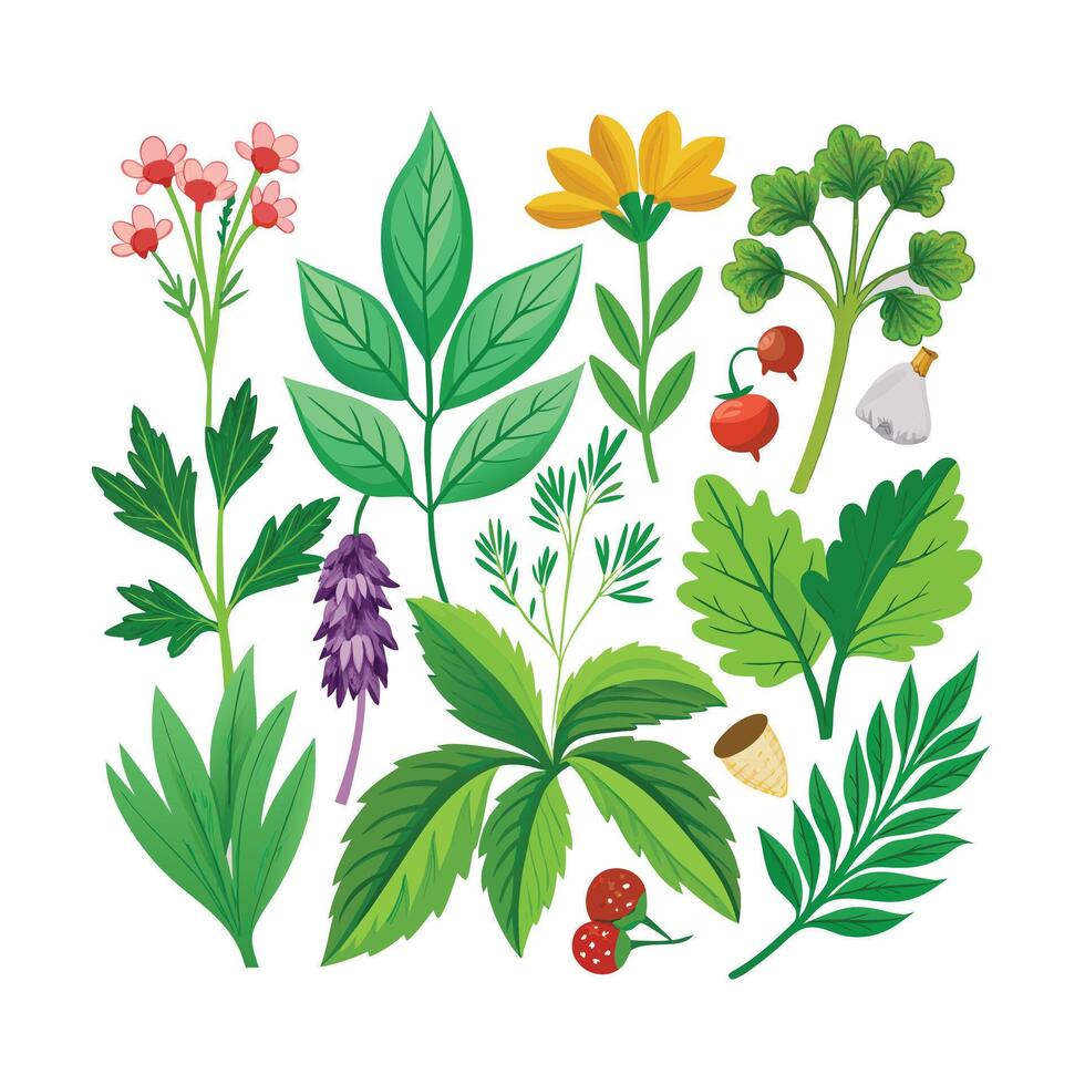 Realistic Beautiful Herbs Illustration vector