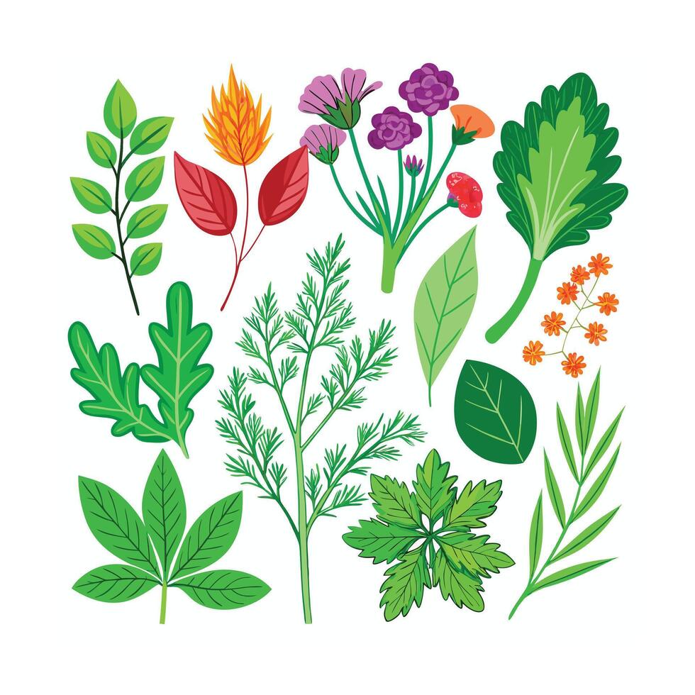 Realistic Beautiful Herbs Illustration vector