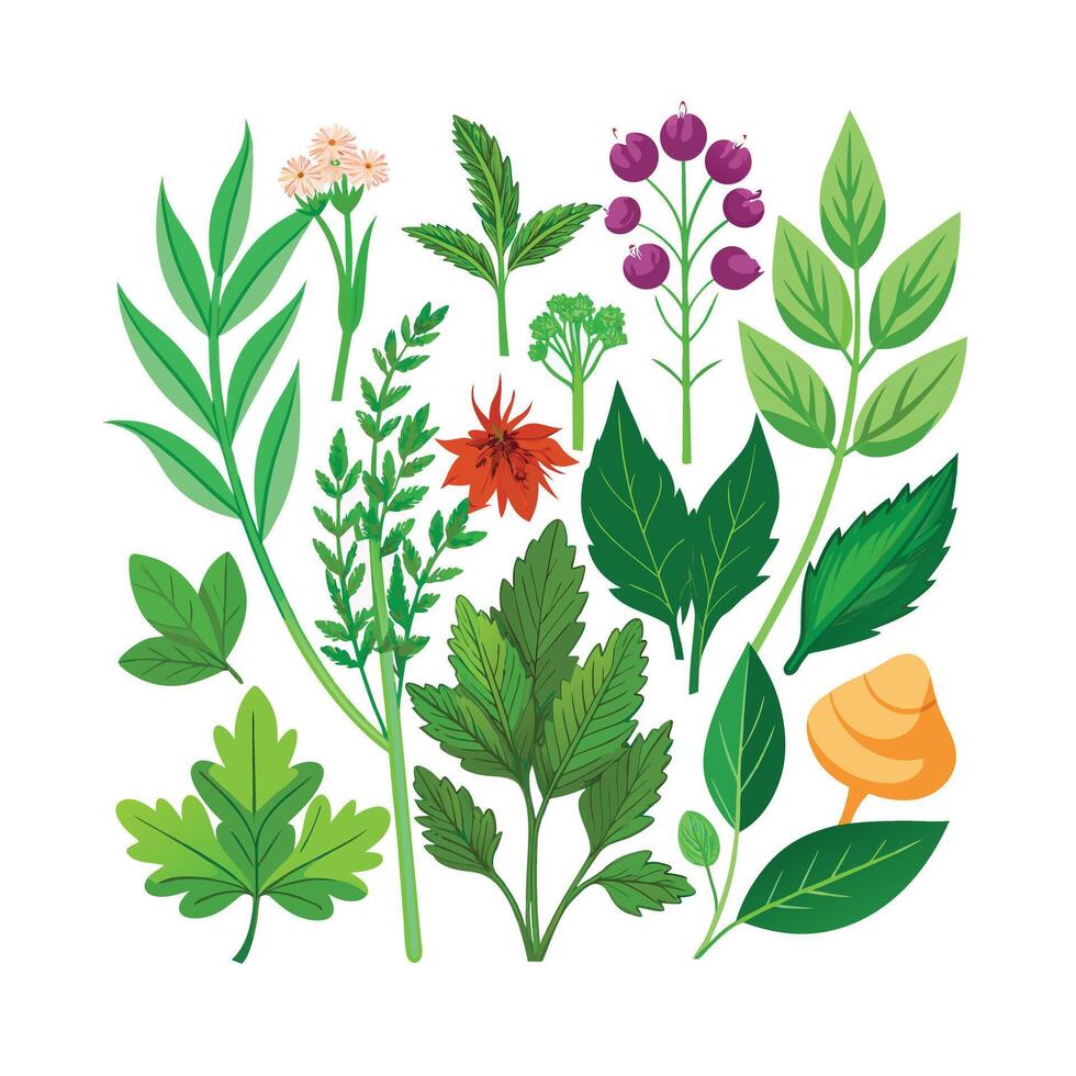 Realistic Beautiful Herbs Illustration vector