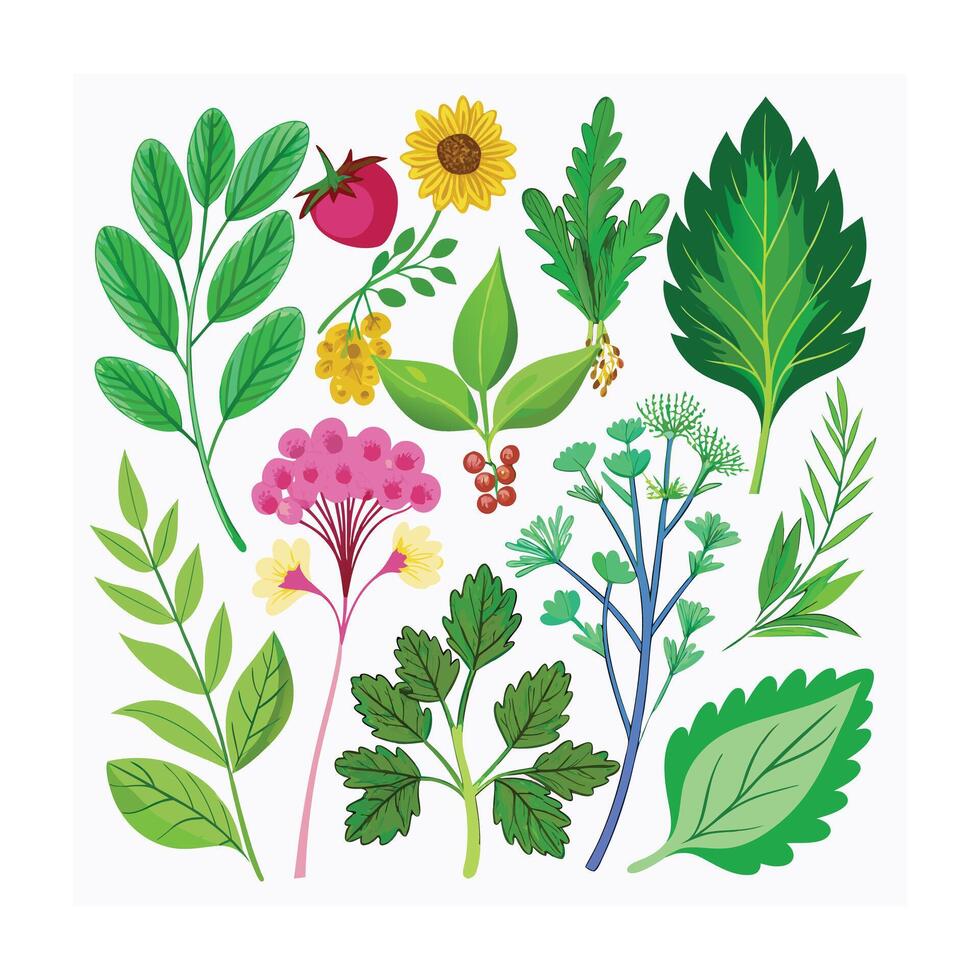 Realistic Beautiful Herbs Illustration vector