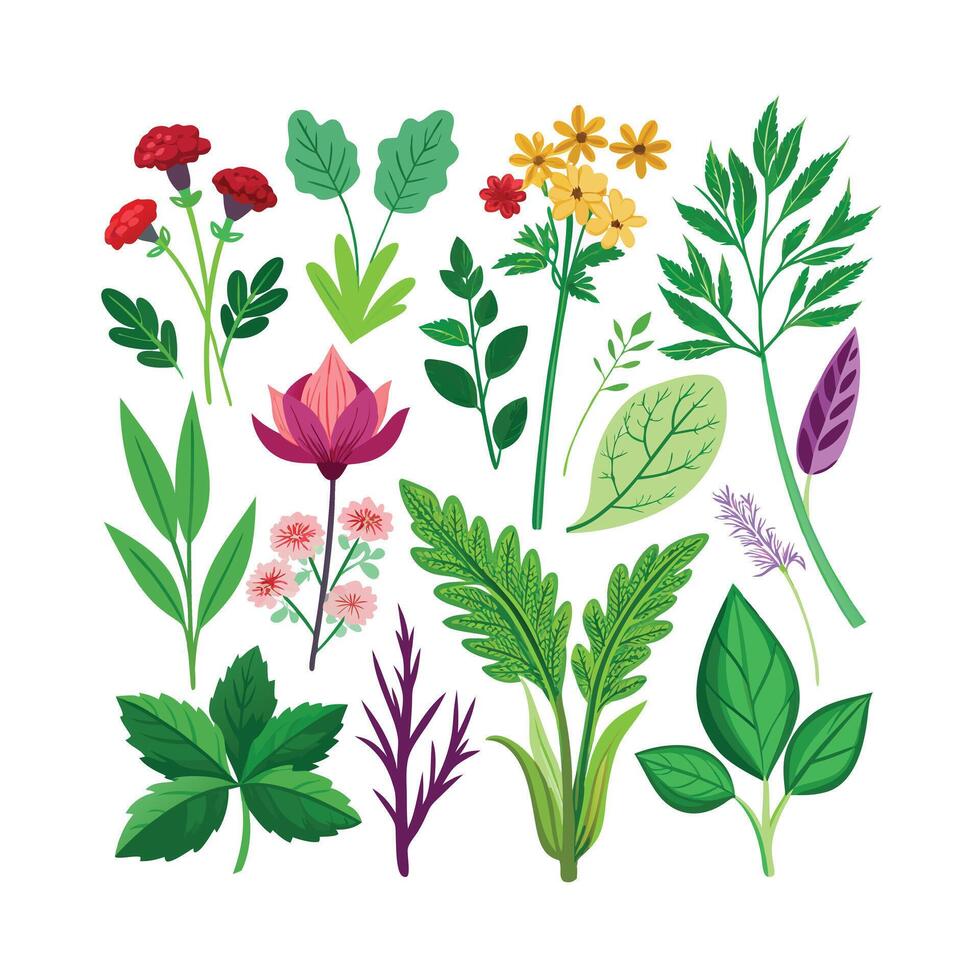 Realistic Beautiful Herbs Illustration vector
