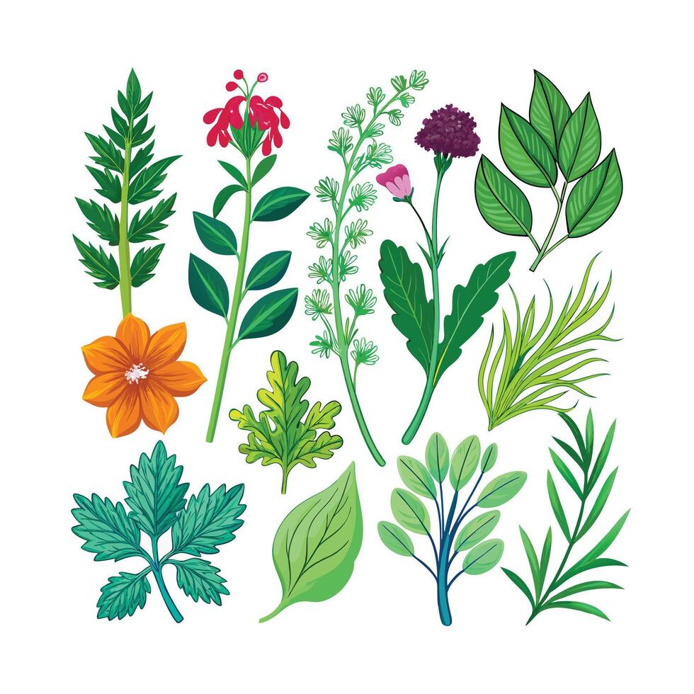Realistic Beautiful Herbs Illustration vector