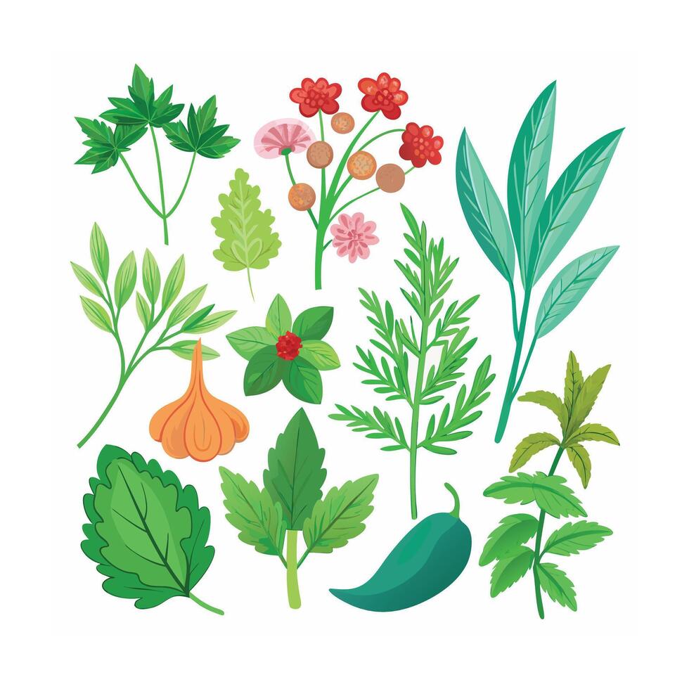 Realistic Beautiful Herbs Illustration vector
