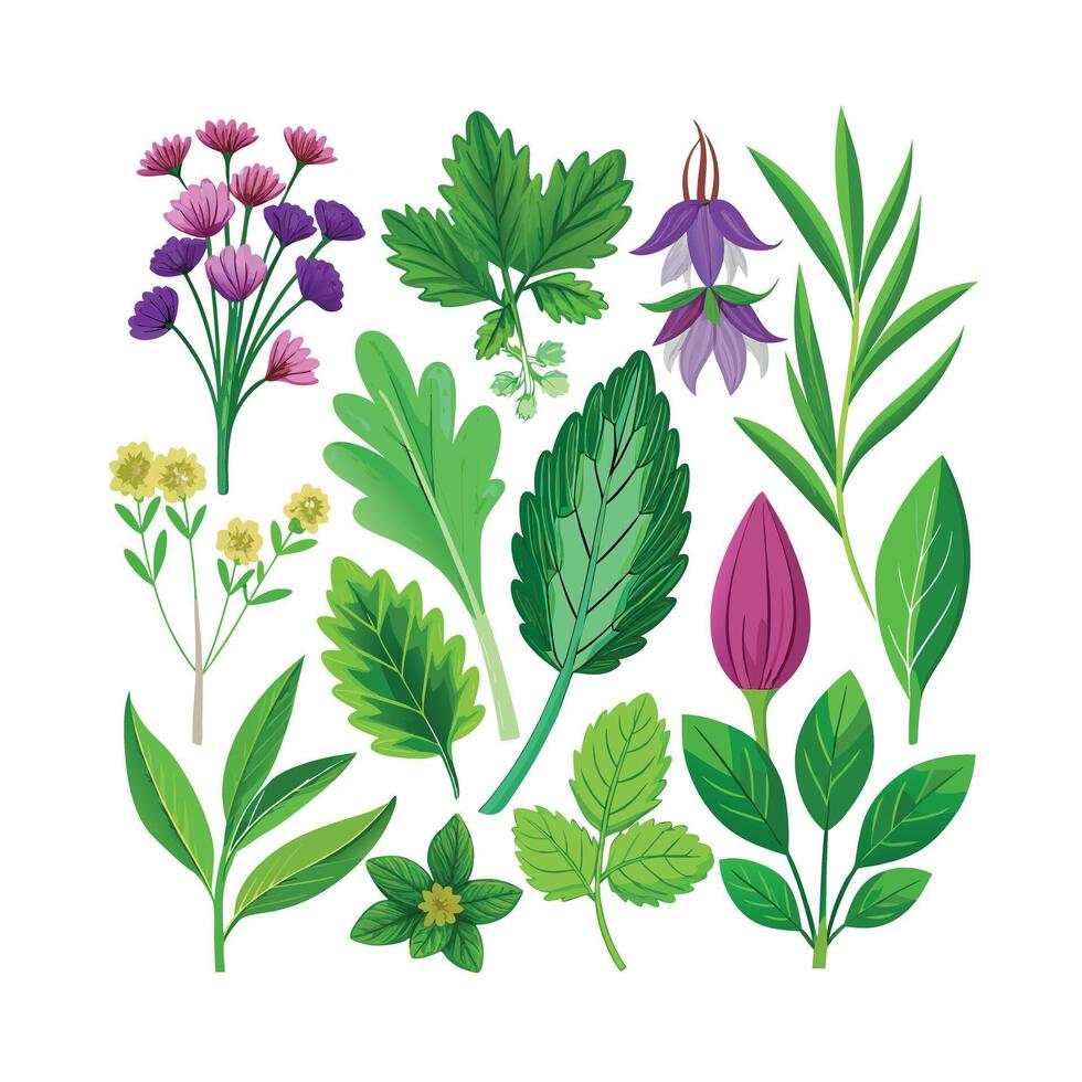 Realistic Beautiful Herbs Illustration vector