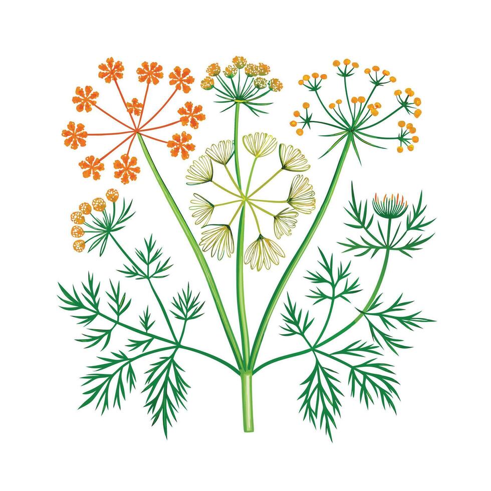 Realistic Beautiful Herbs Illustration vector