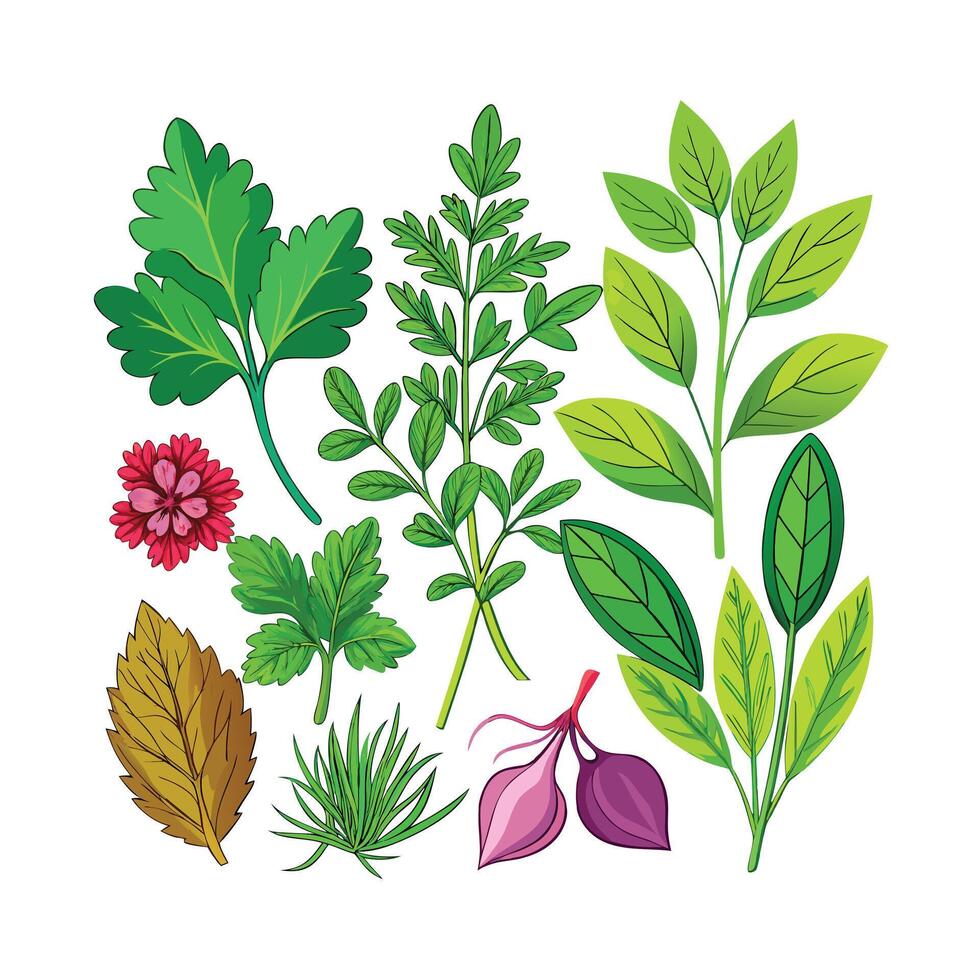 Realistic Beautiful Herbs Illustration vector