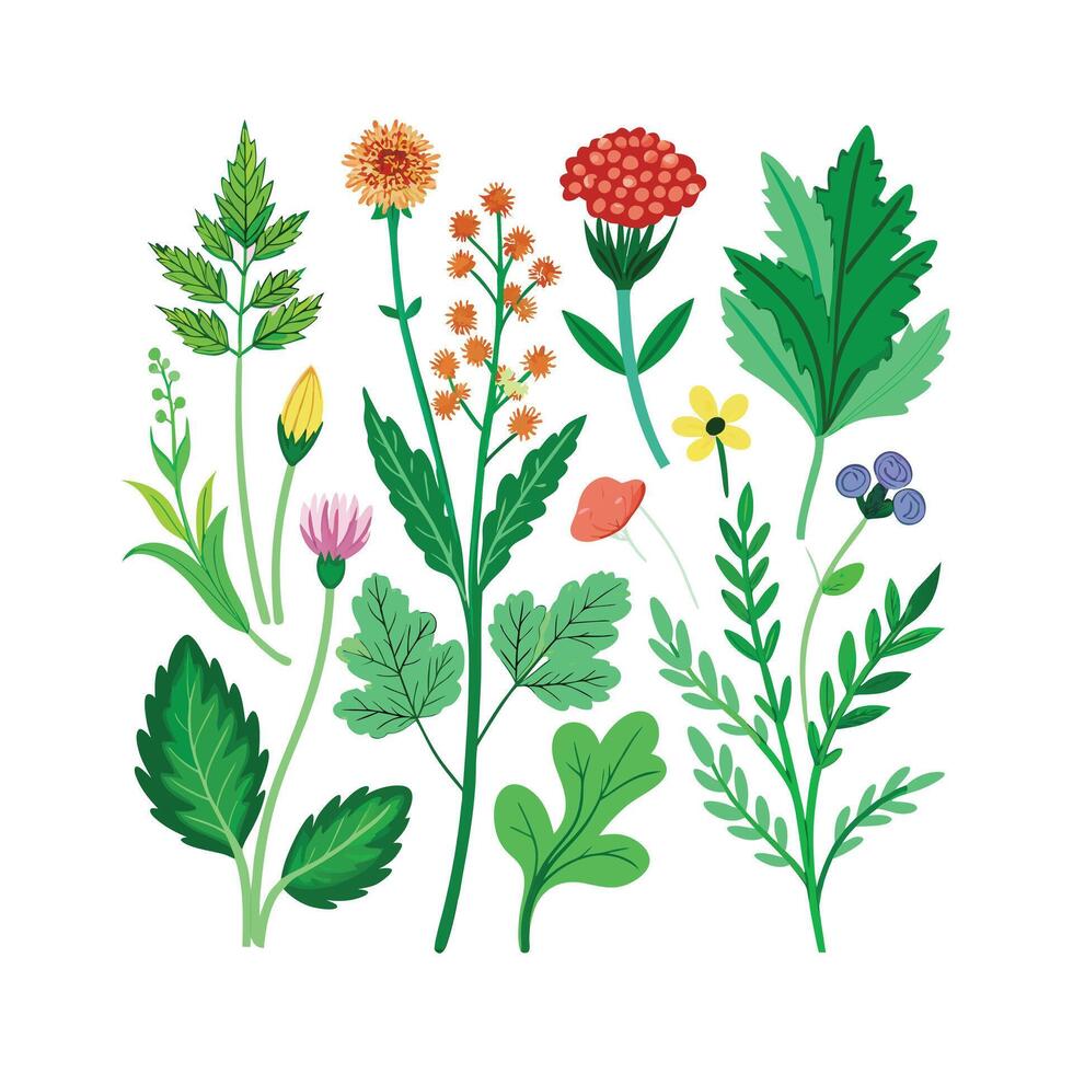 Realistic Beautiful Herbs Illustration vector