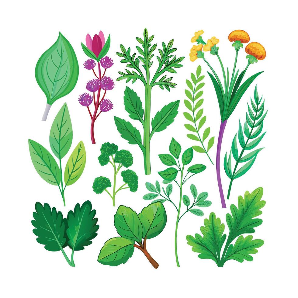 Realistic Beautiful Herbs Illustration vector