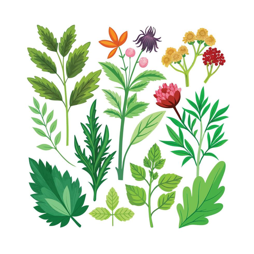 Realistic Beautiful Herbs Illustration vector