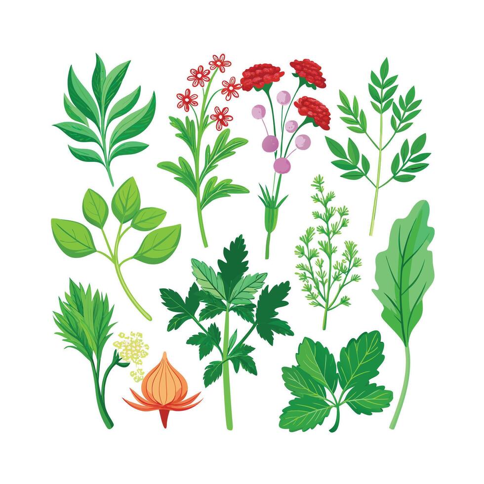 Realistic Beautiful Herbs Illustration vector