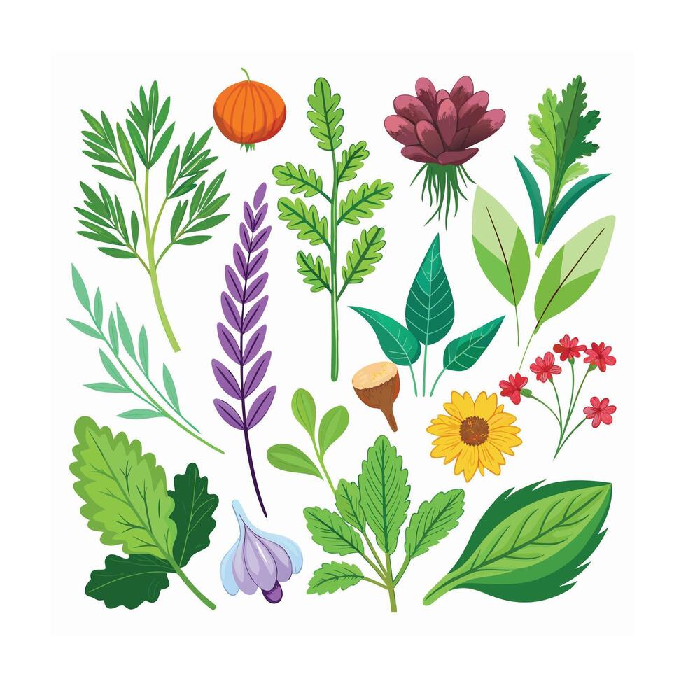 Realistic Beautiful Herbs Illustration vector