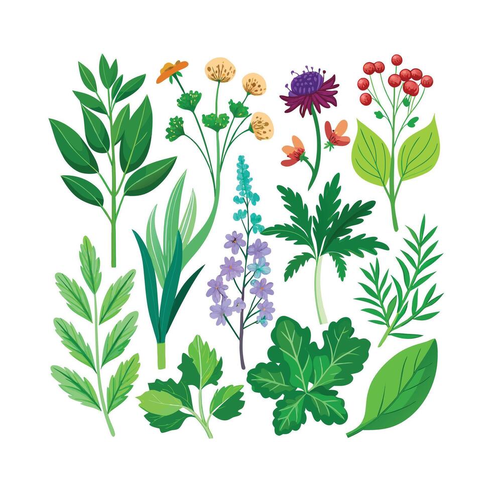 Realistic Beautiful Herbs Illustration vector