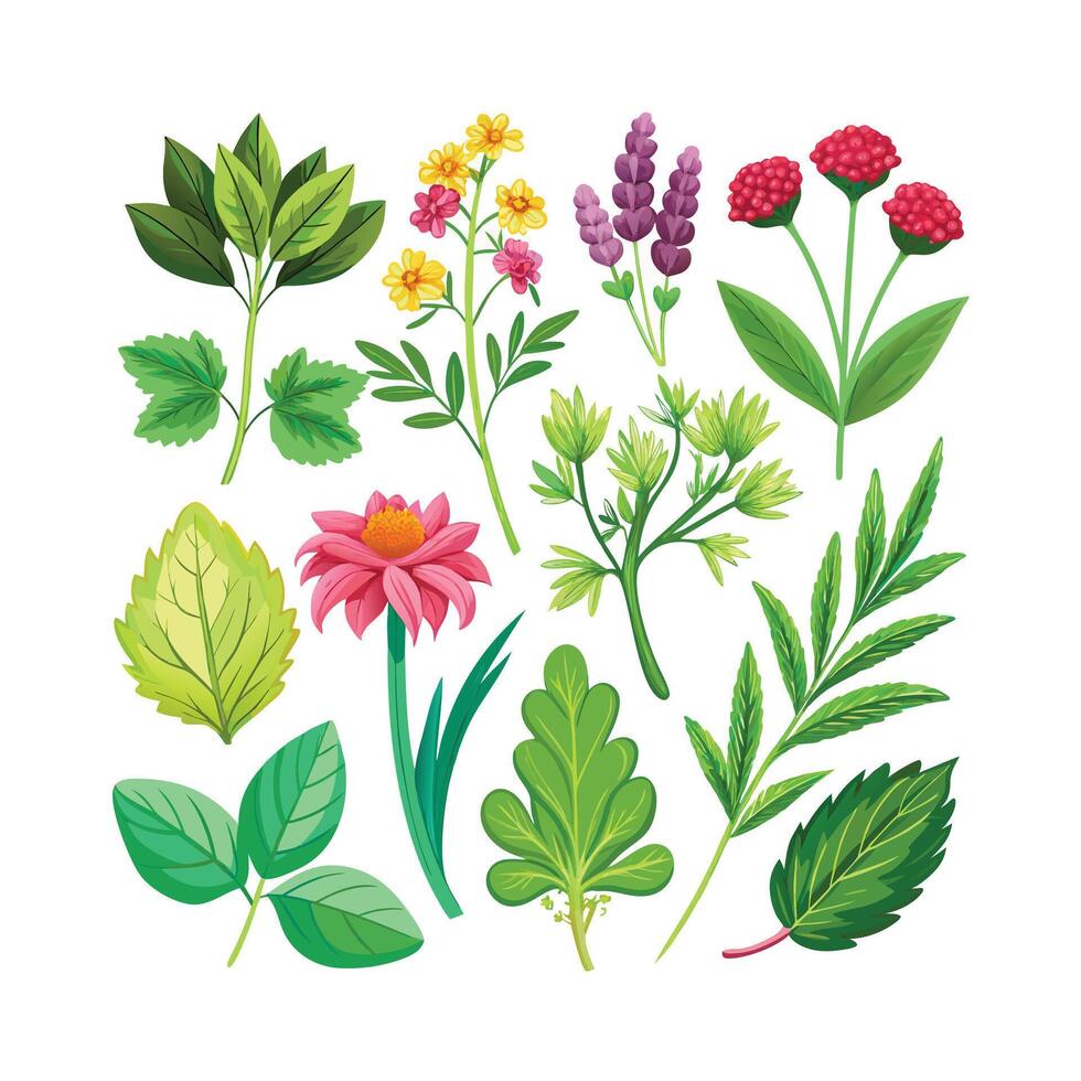 Realistic Beautiful Herbs Illustration vector