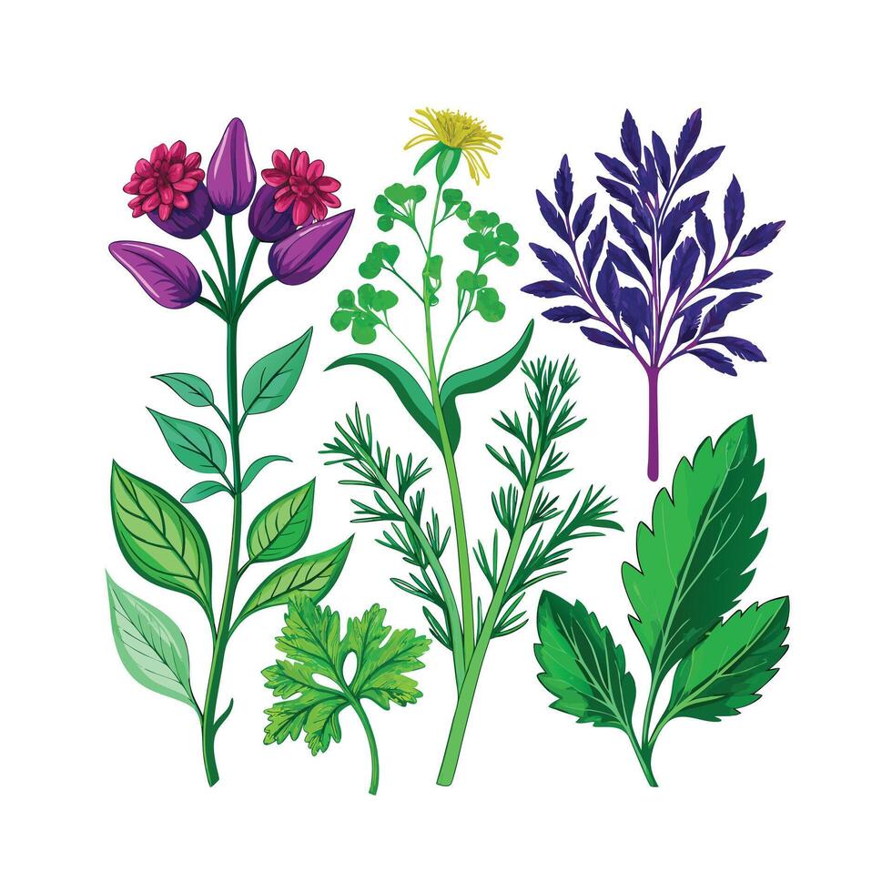Realistic Beautiful Herbs Illustration vector