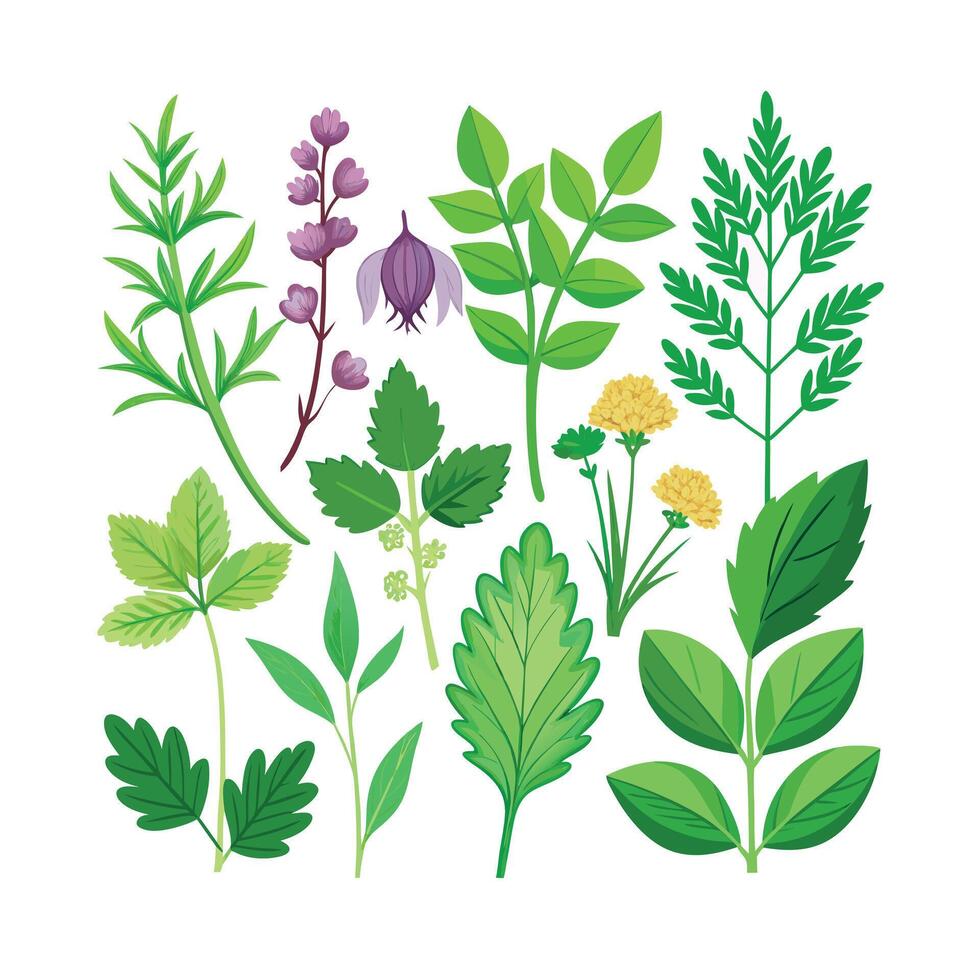 Realistic Beautiful Herbs Illustration vector