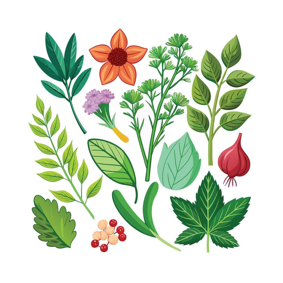Realistic Beautiful Herbs Illustration vector