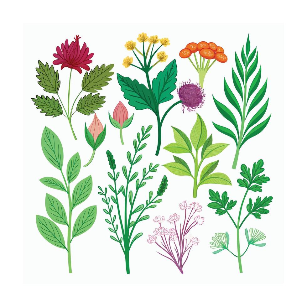 Realistic Beautiful Herbs Illustration vector