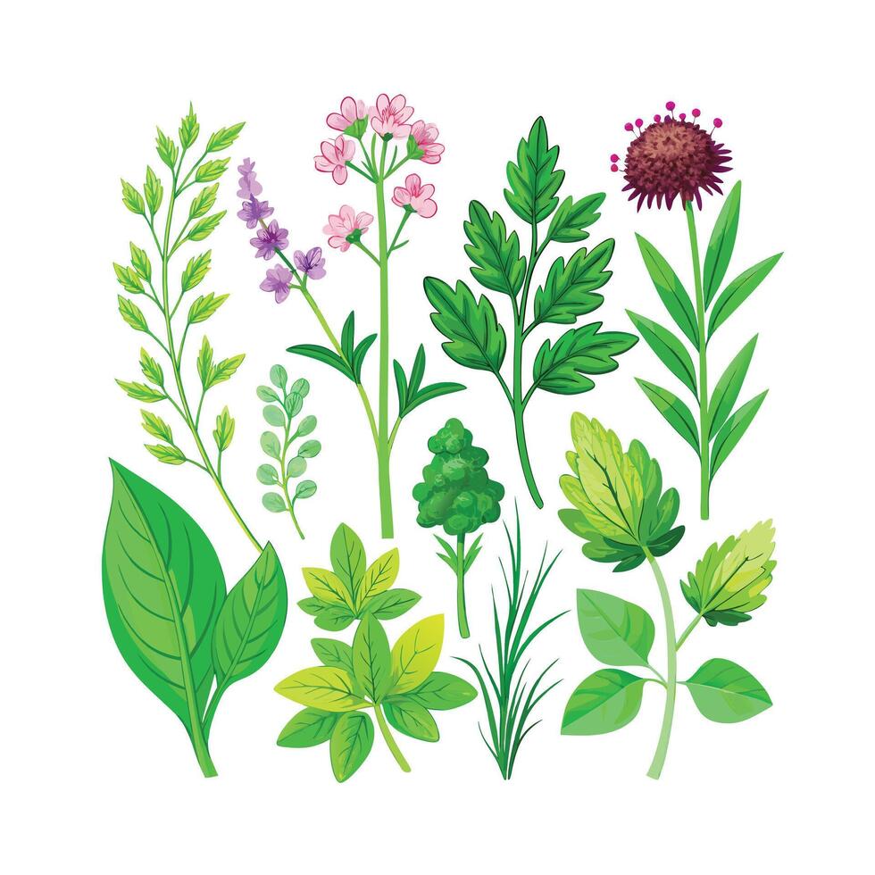 Realistic Beautiful Herbs Illustration vector