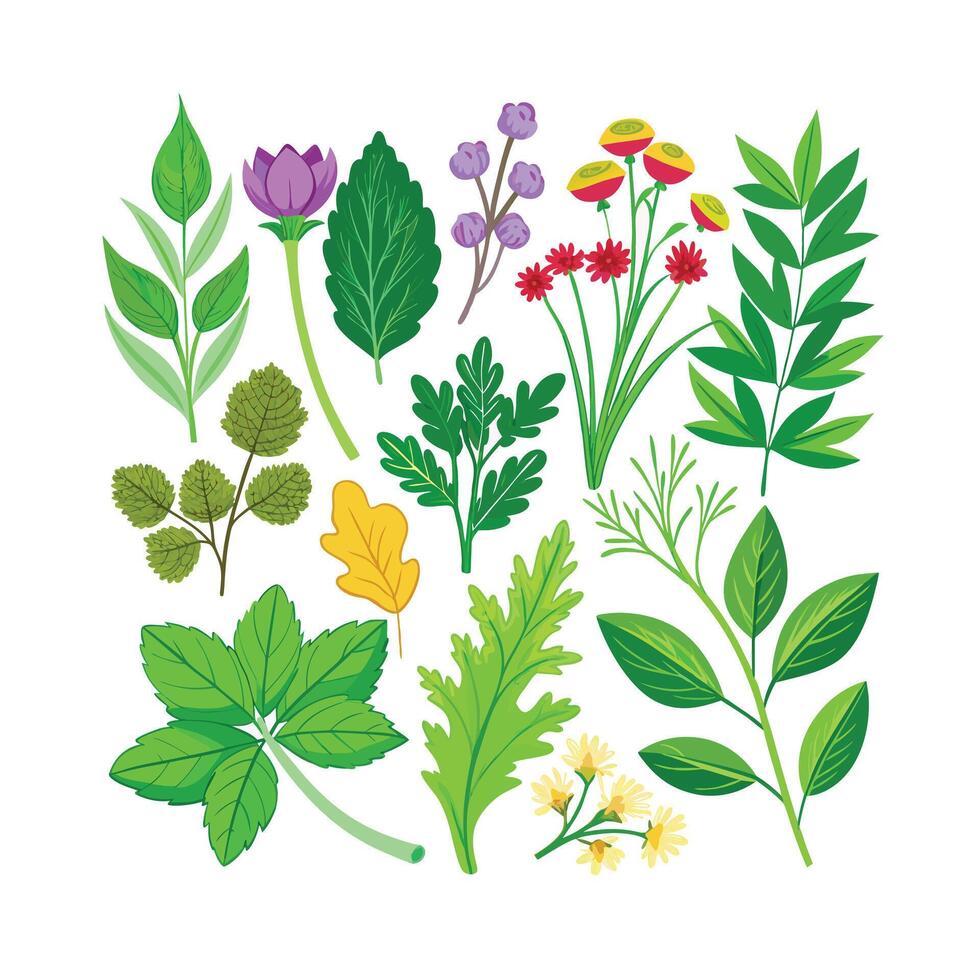 Realistic Beautiful Herbs Illustration vector