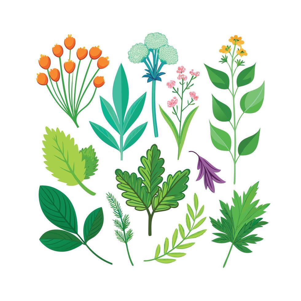 Realistic Beautiful Herbs Illustration vector
