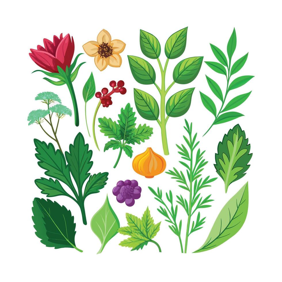 Realistic Beautiful Herbs Illustration vector