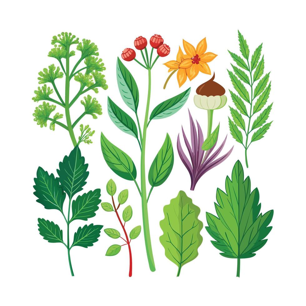 Realistic Beautiful Herbs Illustration vector