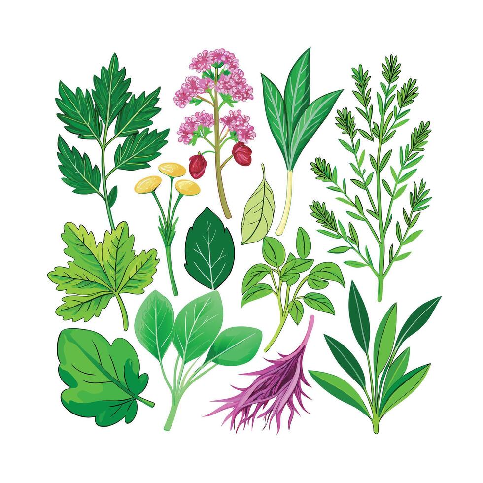 Realistic Beautiful Herbs Illustration vector