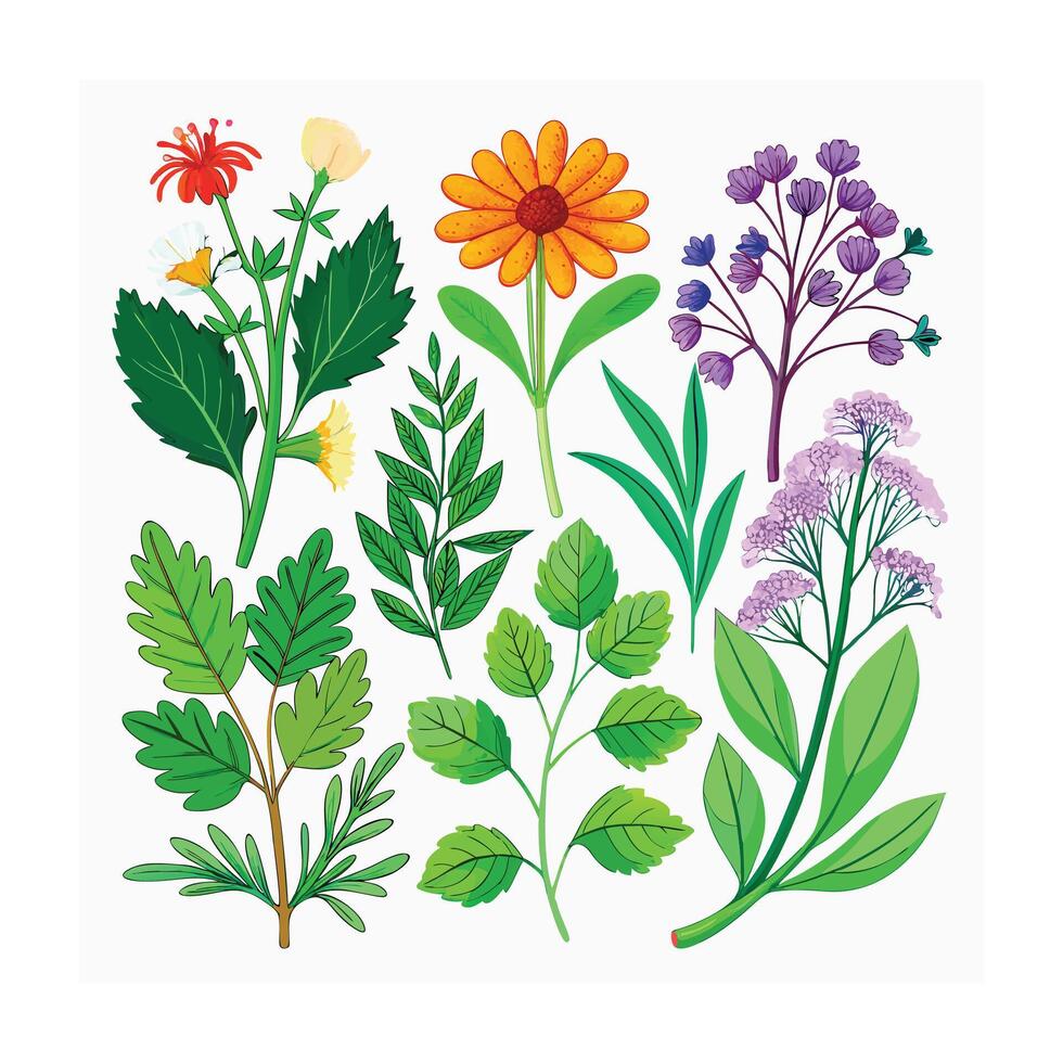 Realistic Beautiful Herbs Illustration vector
