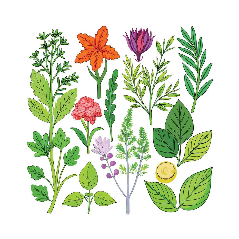 Realistic Beautiful Herbs Illustration vector