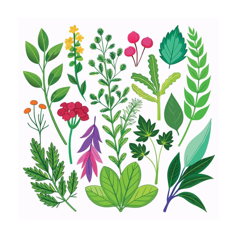 Realistic Beautiful Herbs Illustration vector