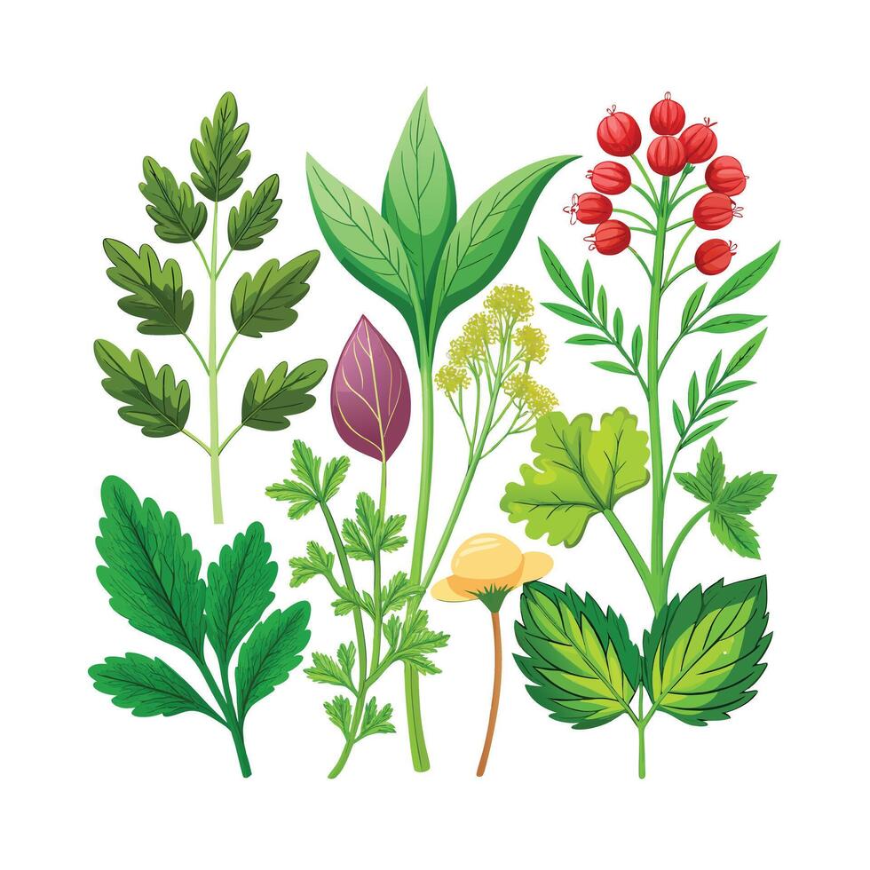 Realistic Beautiful Herbs Illustration vector