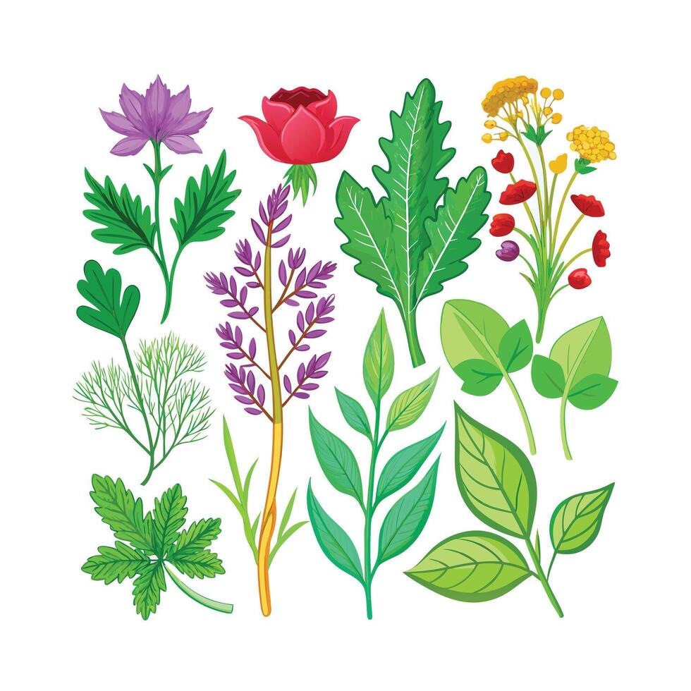 Realistic Beautiful Herbs Illustration vector