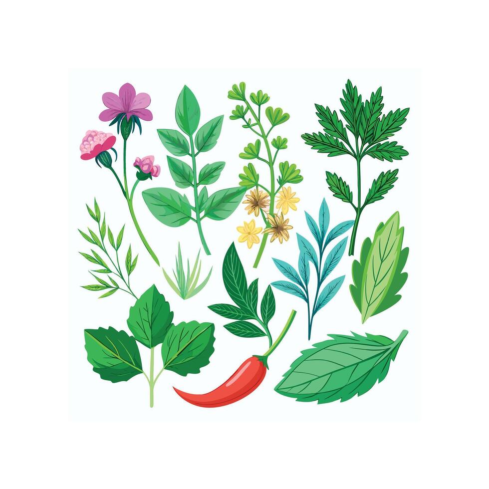 Realistic Beautiful Herbs Illustration vector