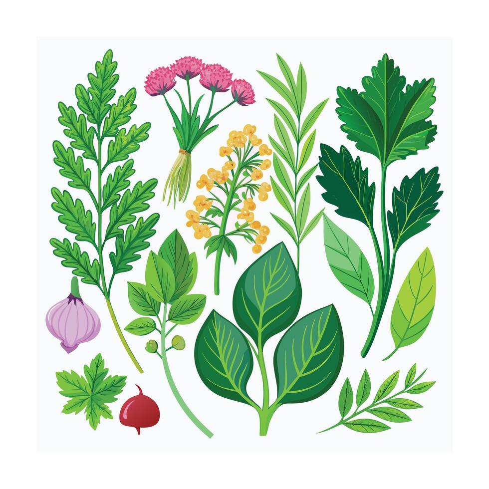 Realistic Beautiful Herbs Illustration vector