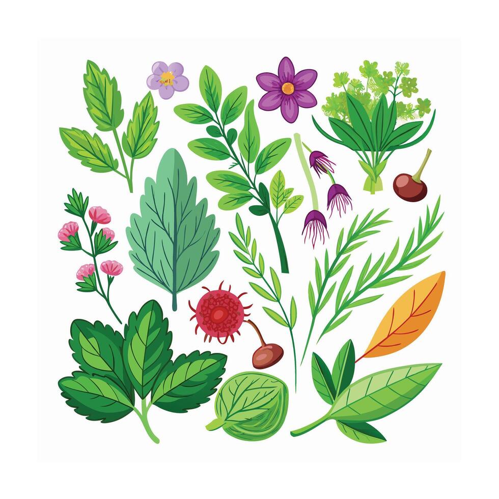Realistic Beautiful Herbs Illustration vector