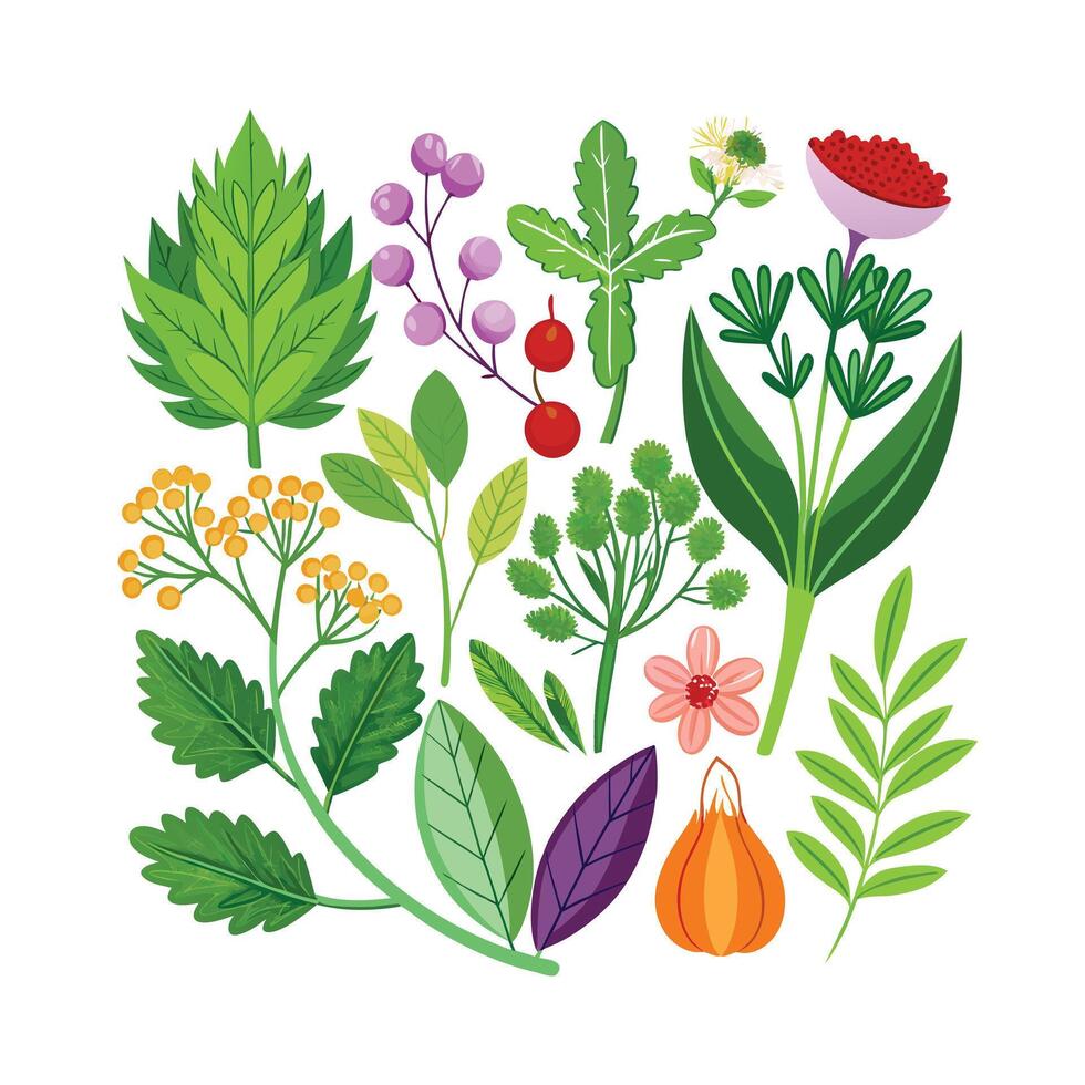 Realistic Beautiful Herbs Illustration vector