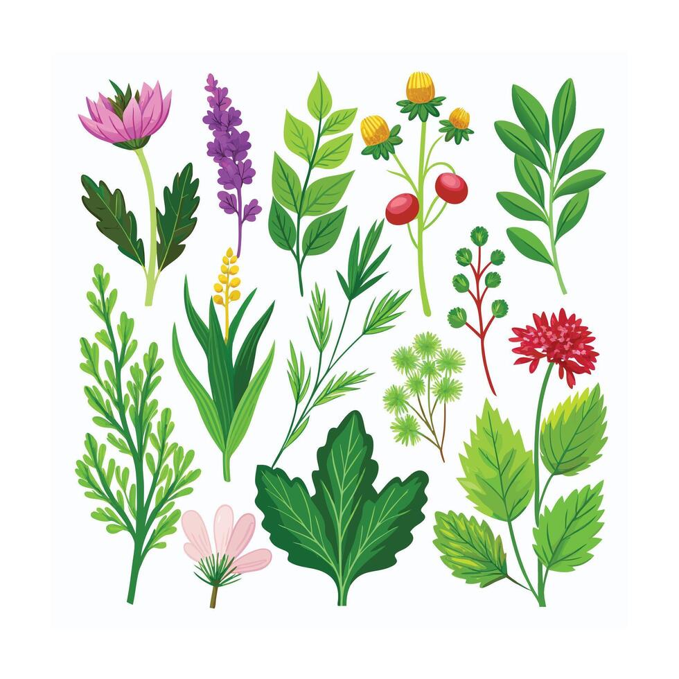 Realistic Beautiful Herbs Illustration vector