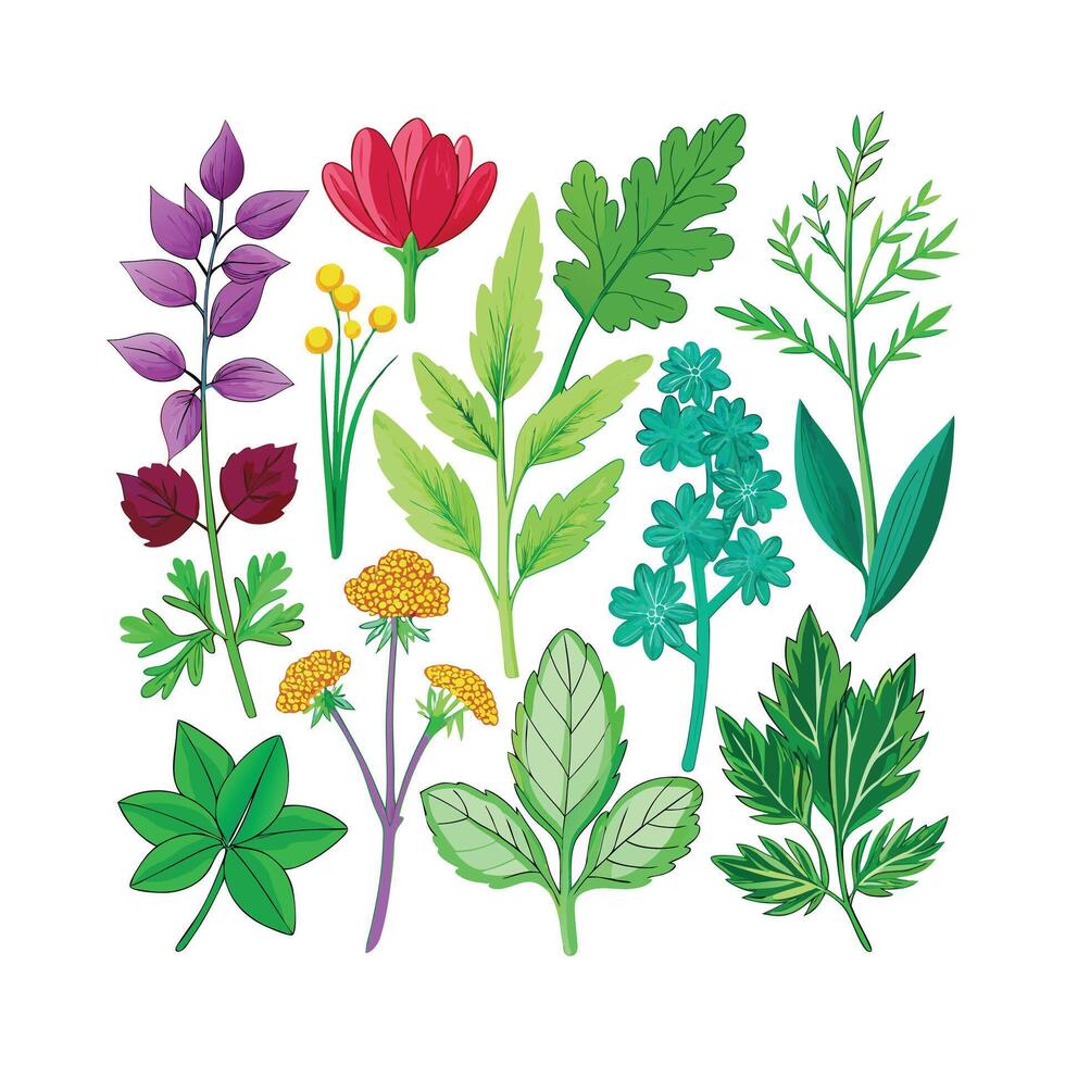 Realistic Beautiful Herbs Illustration vector