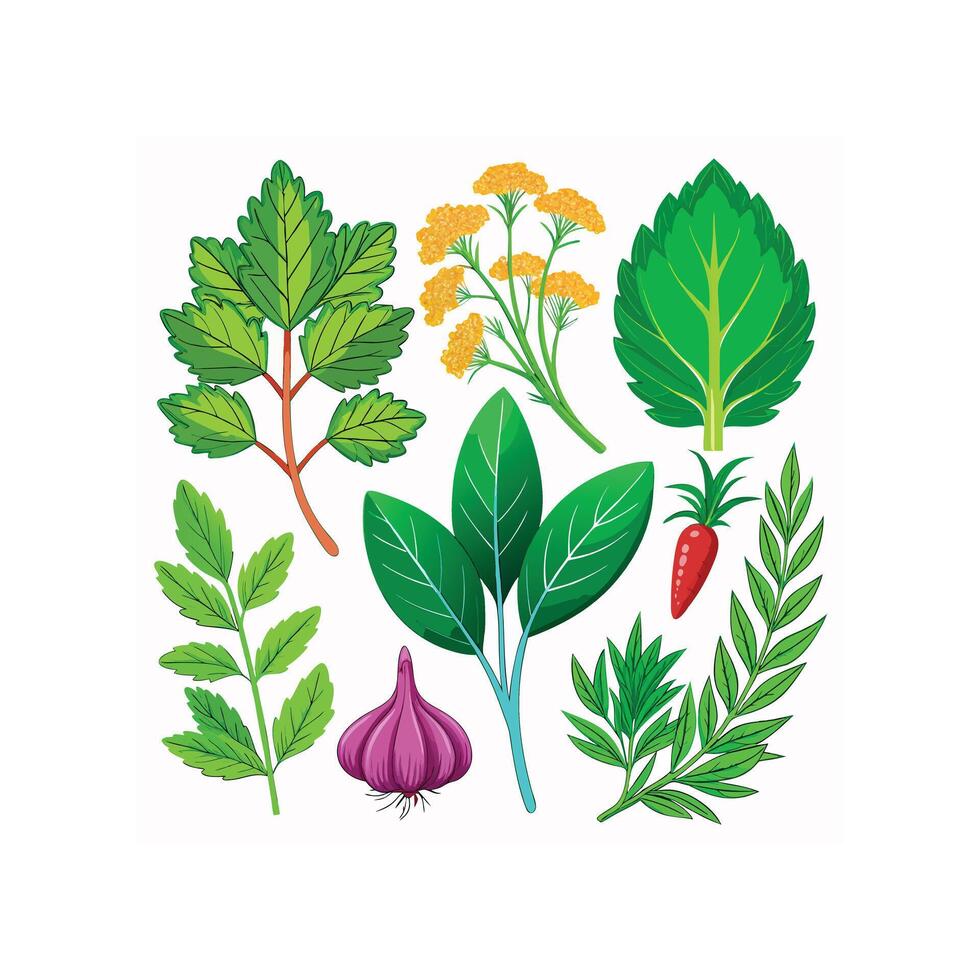 Realistic Beautiful Herbs Illustration vector